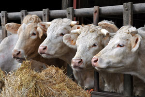 L'ERP agro-alimentaire Copilote pour les produits carnés