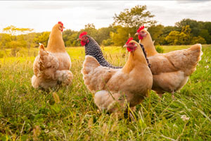 erp marquage des oeufs et calibrage des oeufs