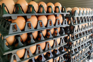 Solution de marquage des œufs et calibrage des oeufs