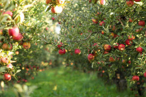 logiciel fruit et légume