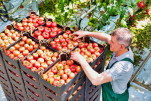 ERP agroalimentaire Copilote pour la filière fruits et légumes