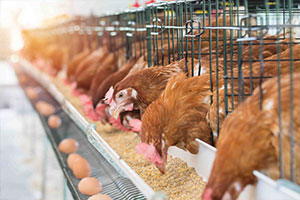 Logiciel d'élevage de l'ERP agro-alimentaire Copilote