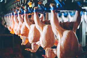 Infologic propose un logiciel aviculture