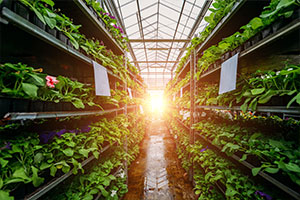 L'ERP Copilote s'adresse également aux filières connexes telles que l'horticulture avec un logiciel horticole