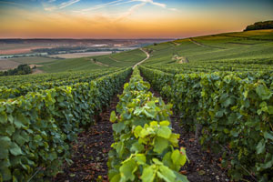 Copilote un ERP pour les vins de Champagne